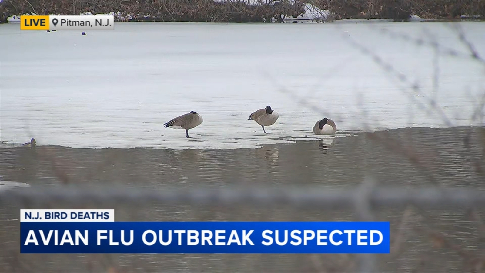 Nj Investigating Bird Flu Outbreak After Dozens of Geese Found Dead in Gloucester County