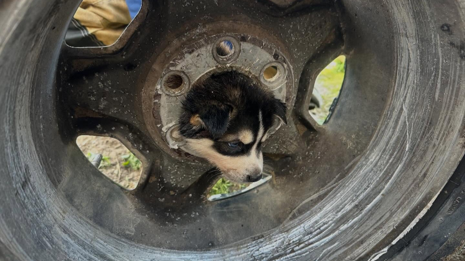 Puppy rescued after getting stuck in tire rim in Fresno County