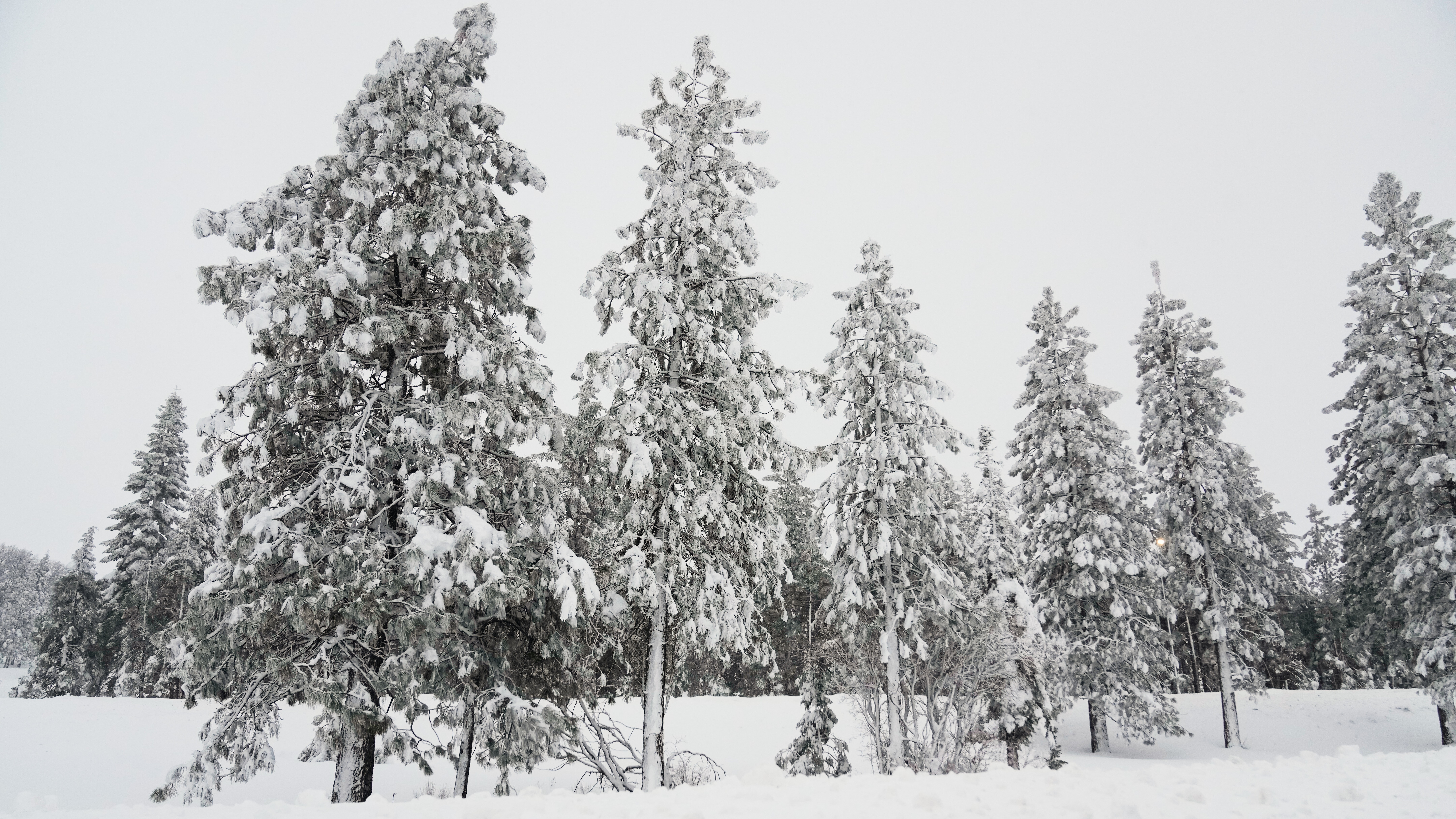 Snow comes down on pine trees during a storm Wednesday, Feb. 18, 2026, in in Placer County, Calif.