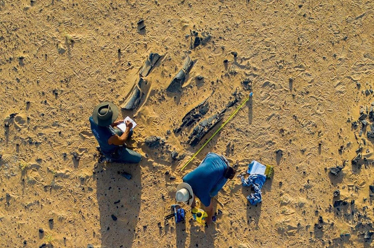 Among the 55 tons of specimens collected during the expedition to Niger in West Africa in 2022 were fossils of a new species of Spinosaurus, called Spinosaurus Mirabilis.