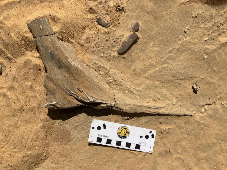 Among the 55 tons of specimens collected during the expedition to Niger in West Africa in 2022 were fossils of a new species of Spinosaurus, called Spinosaurus Mirabilis.