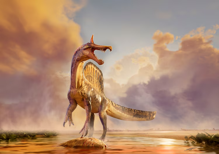 Among the 55 tons of specimens collected during the expedition to Niger in West Africa in 2022 were fossils of a new species of Spinosaurus, called Spinosaurus Mirabilis.