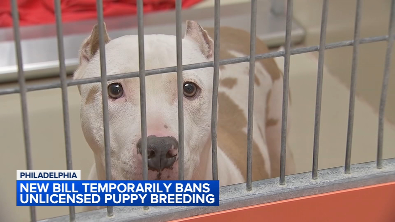 Puppy - 6abc Philadelphia