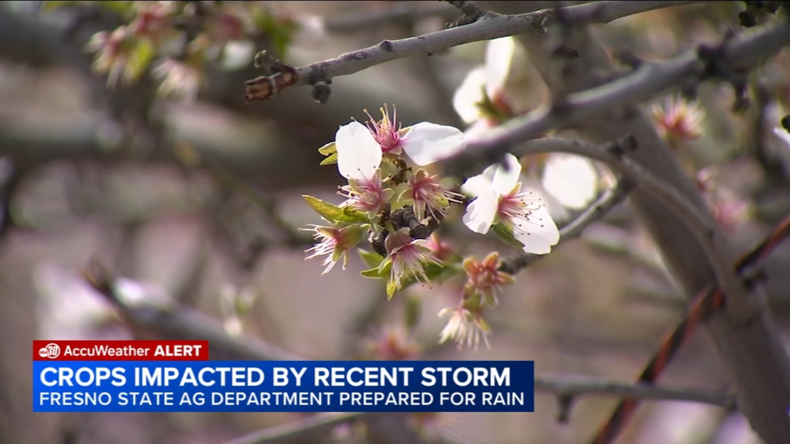 Storm brings challenges to Central Valley crops as Fresno State monitors damage