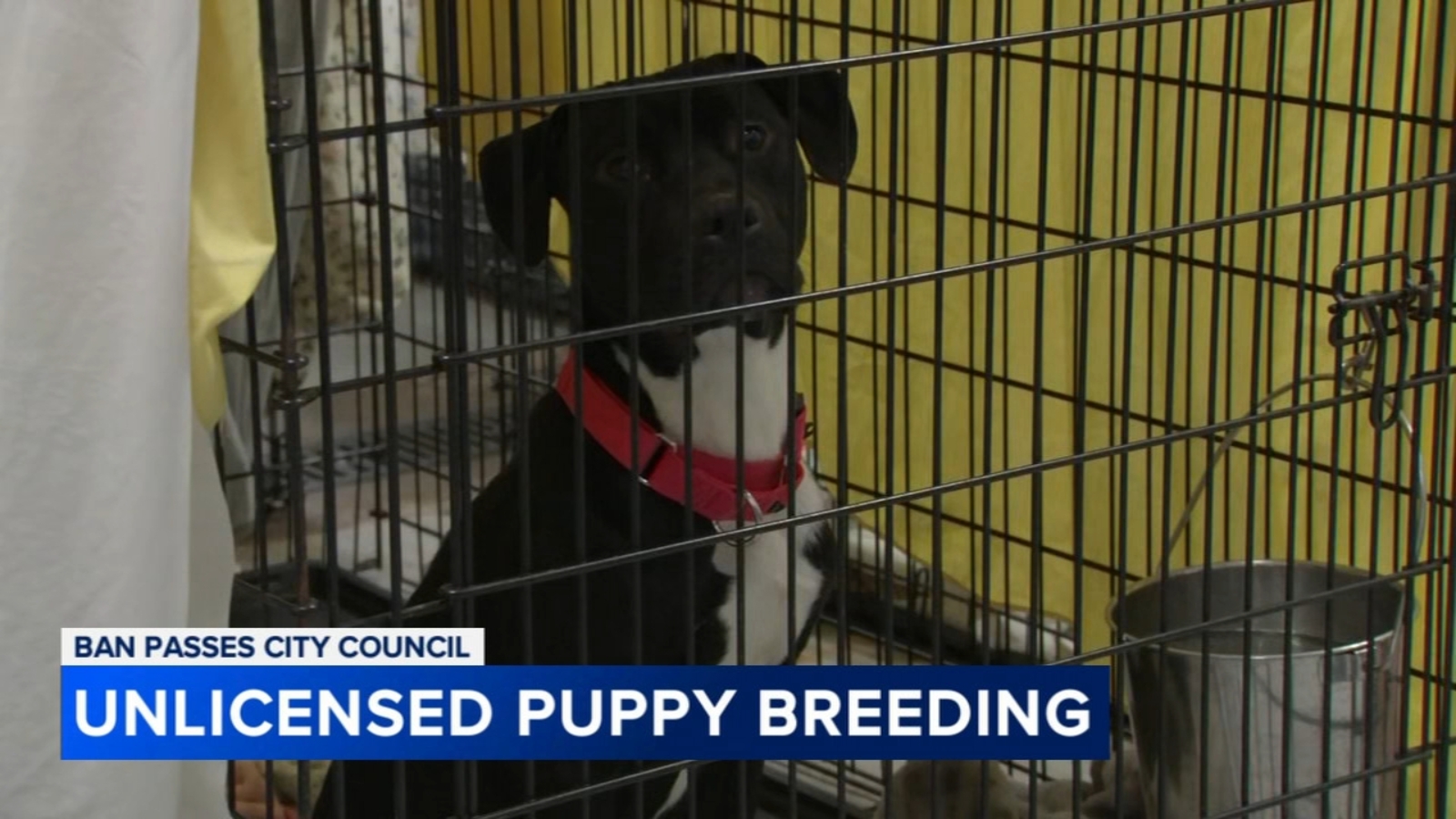 Philadelphia City Council approves three year ban on backyard breeding