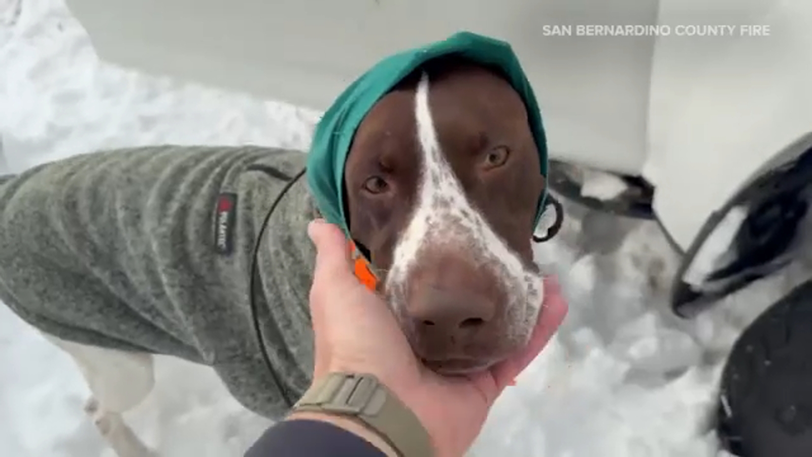 San Bernardino County firefighters on snowcat rescue camper, dog stranded in mountain snow