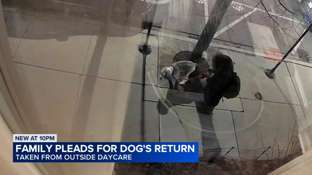 Chicago family's dog stolen near daycare on North Side, owner says