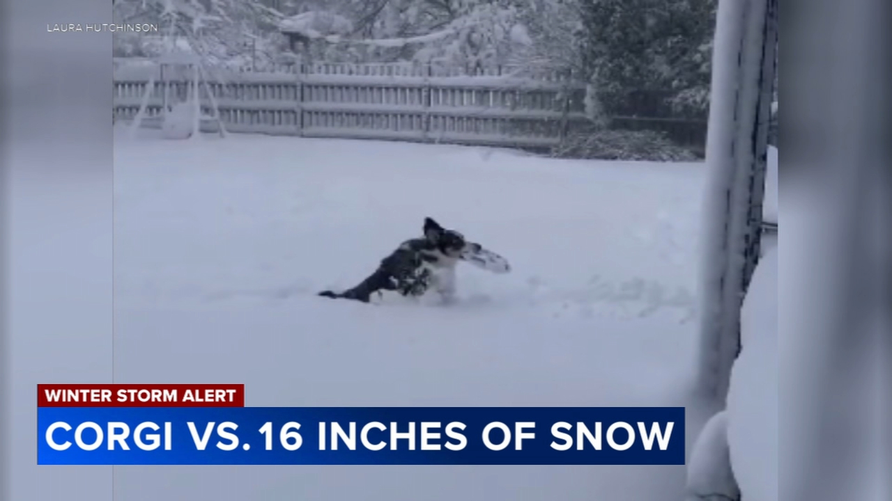Fun in the snow: Storm can't stop this Corgi from playing