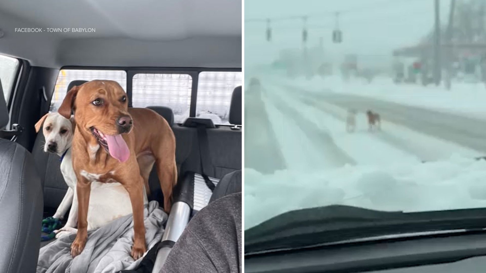 Snow plow driver rescues lost dogs during height of blizzard in New York