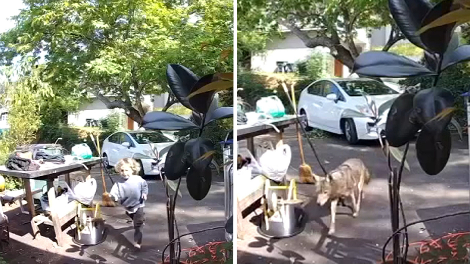 Coyote caught on video chasing 3-year-old boy outside of Southern California home