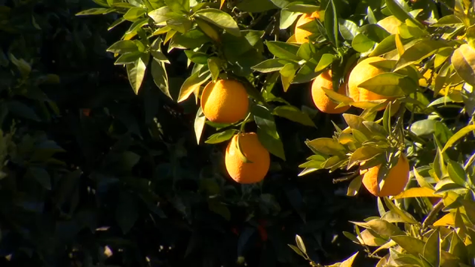 Sumner Peck Ranch hosting u-pick season ahead of San Joaquin River project