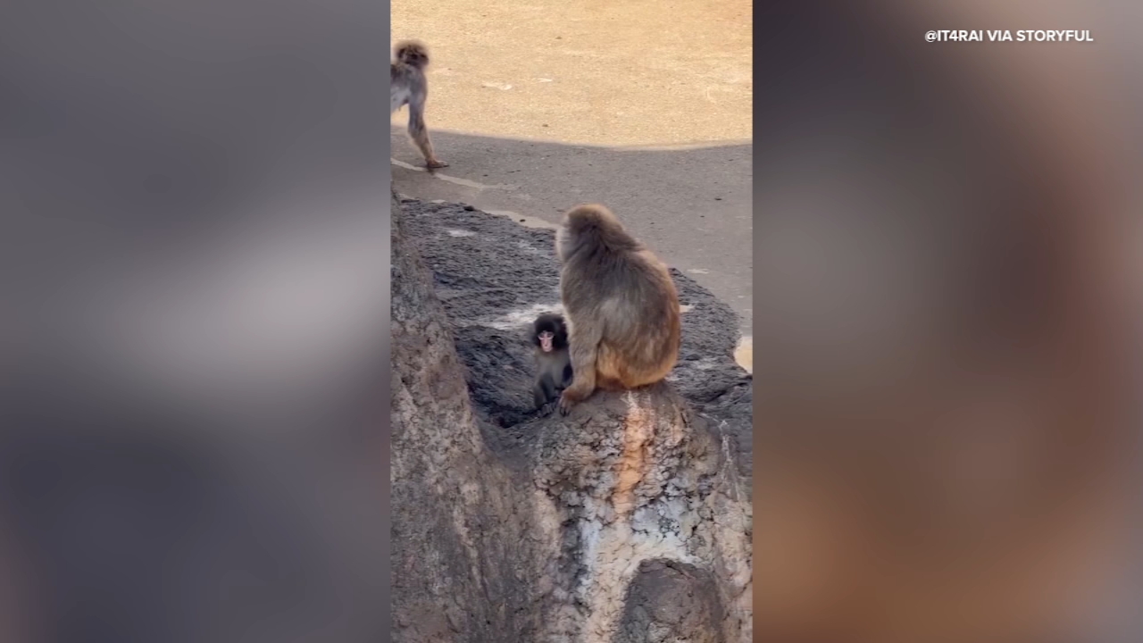 Punch the monkey socializing with other macaques at Ichikawa Zoo