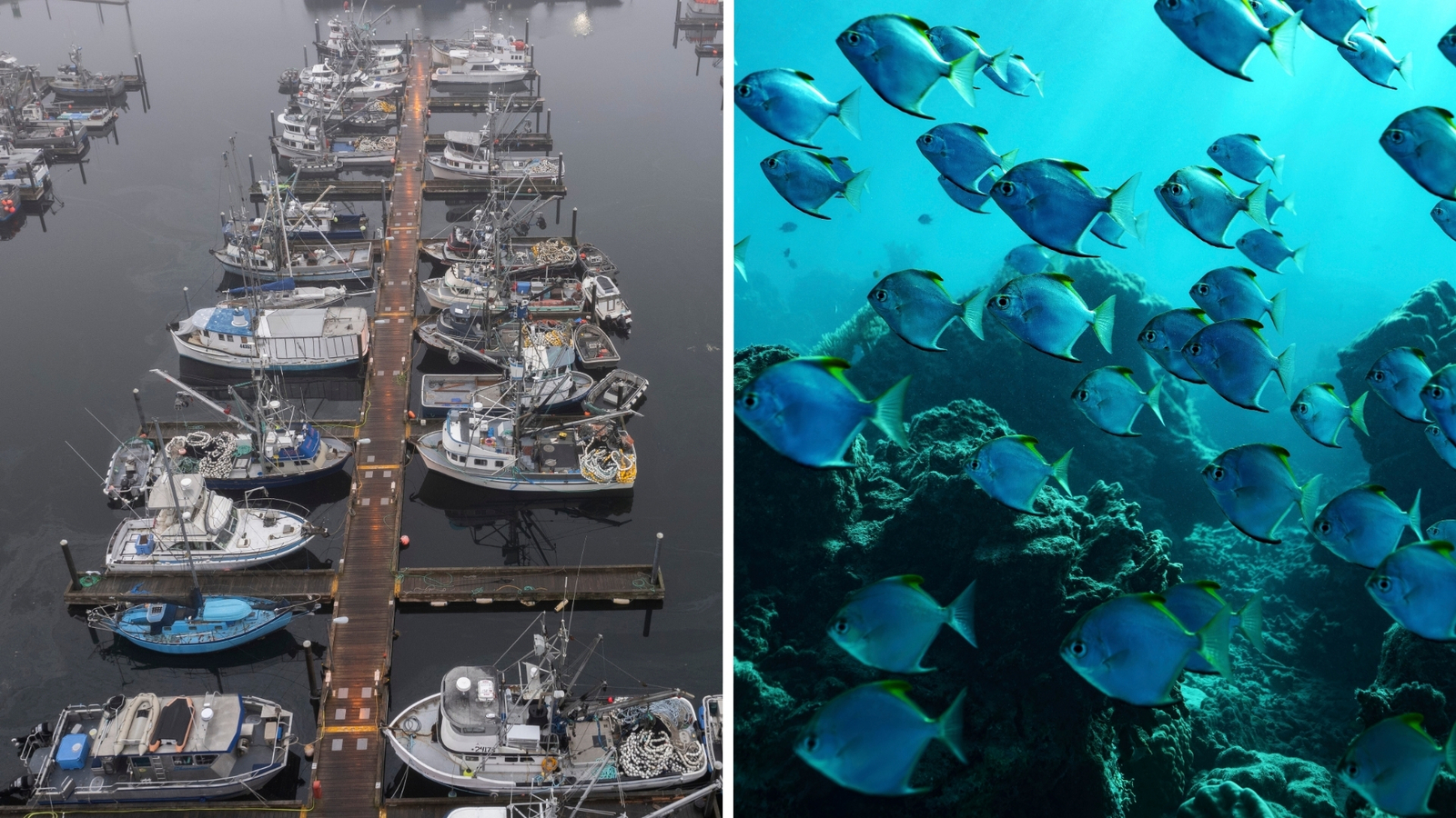 Tracking fisherman to track fish: The new technological approach to better understand ocean life