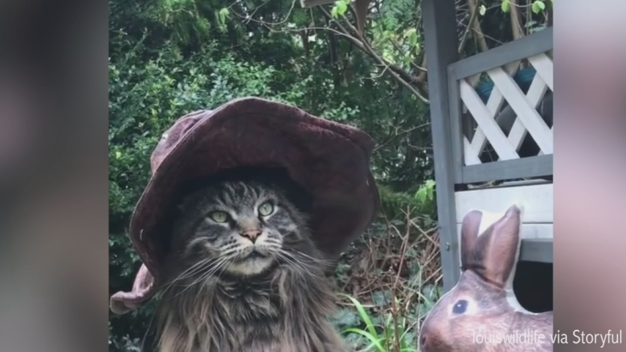 cat dressed as easter bunny