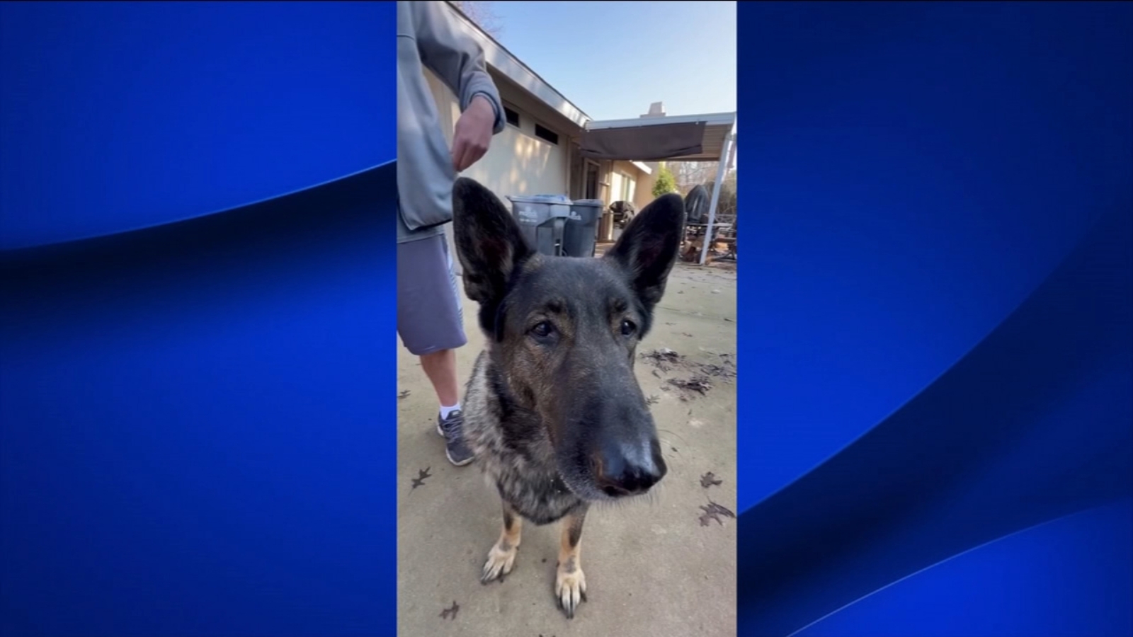 Dogs find new forever home after veteran owner passes away