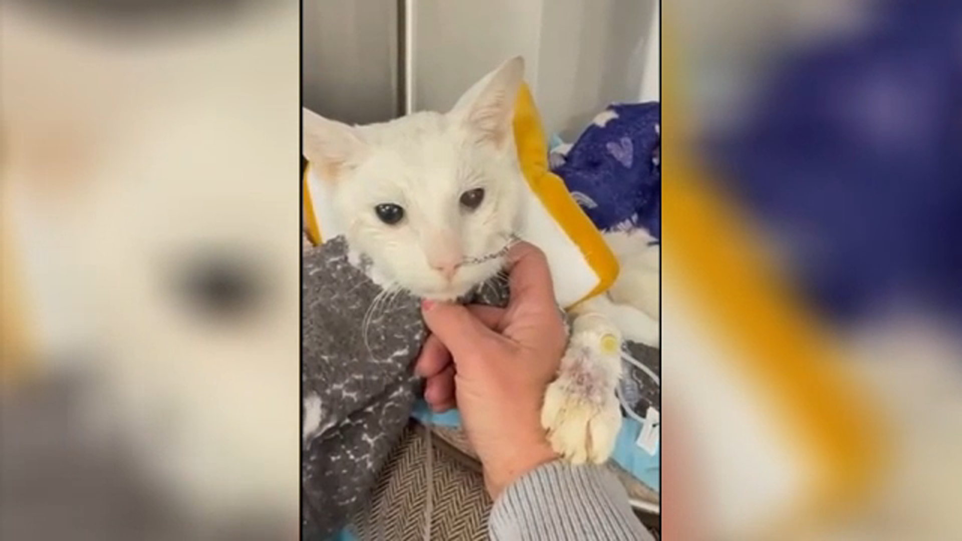 Abandoned cat recovers in Philadelphia