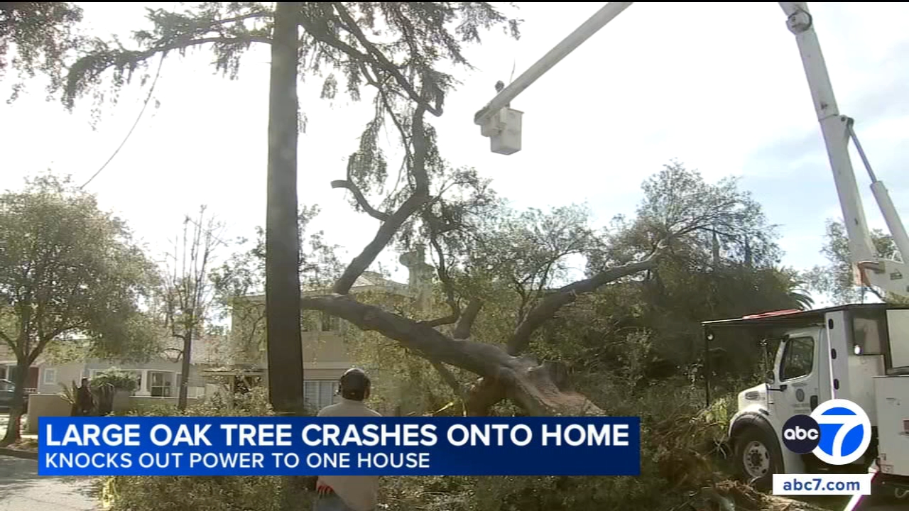 100-year-old oak tree in Pasadena falls onto home, damages multiple vehicles