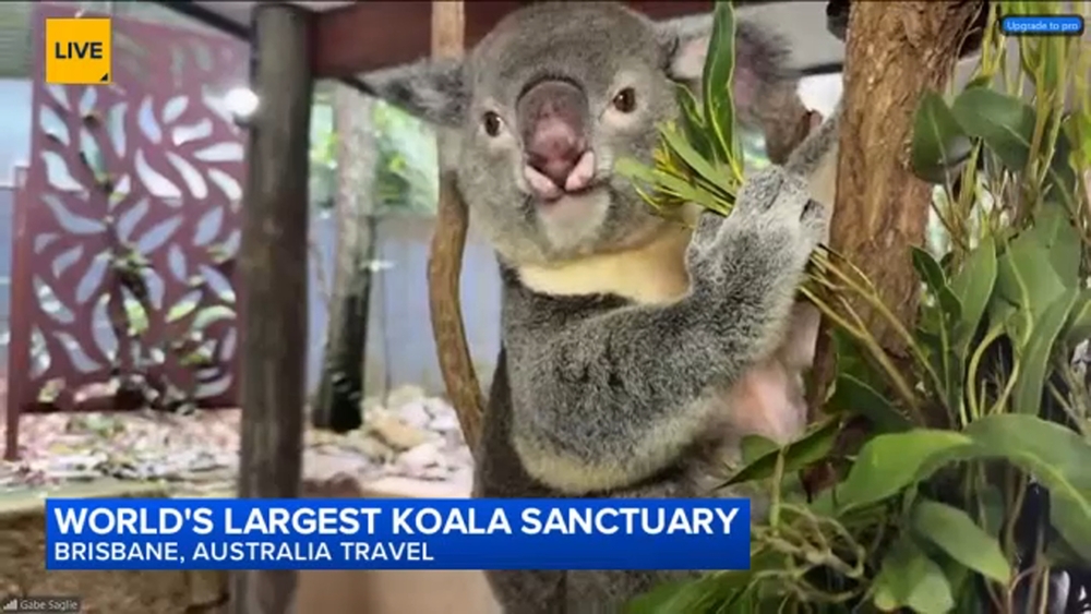 'Gabe The Travel Guy' in Brisbane, Australia