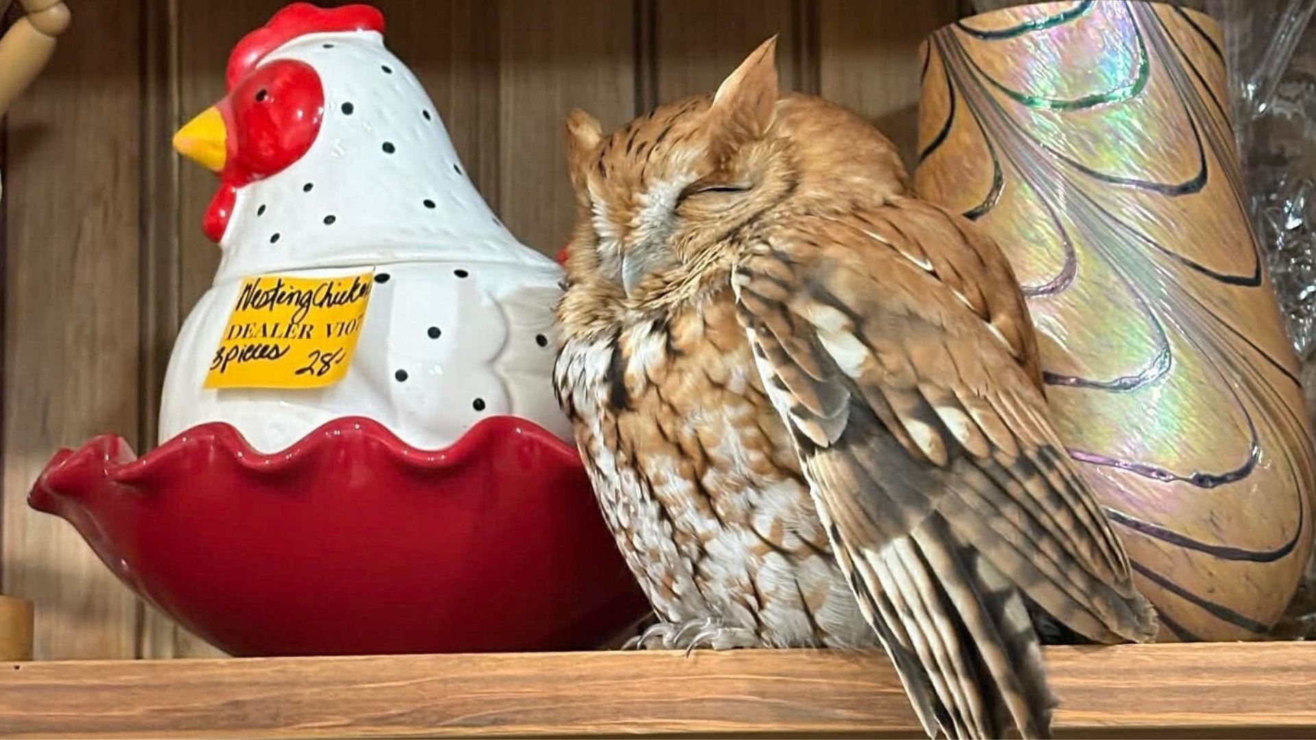 In this photo provided, an owl sleeps on a shelf next to a cookie jar shaped like a chicken at The Market Place antique store in East Durham, N.Y., on Feb. 21, 2026.