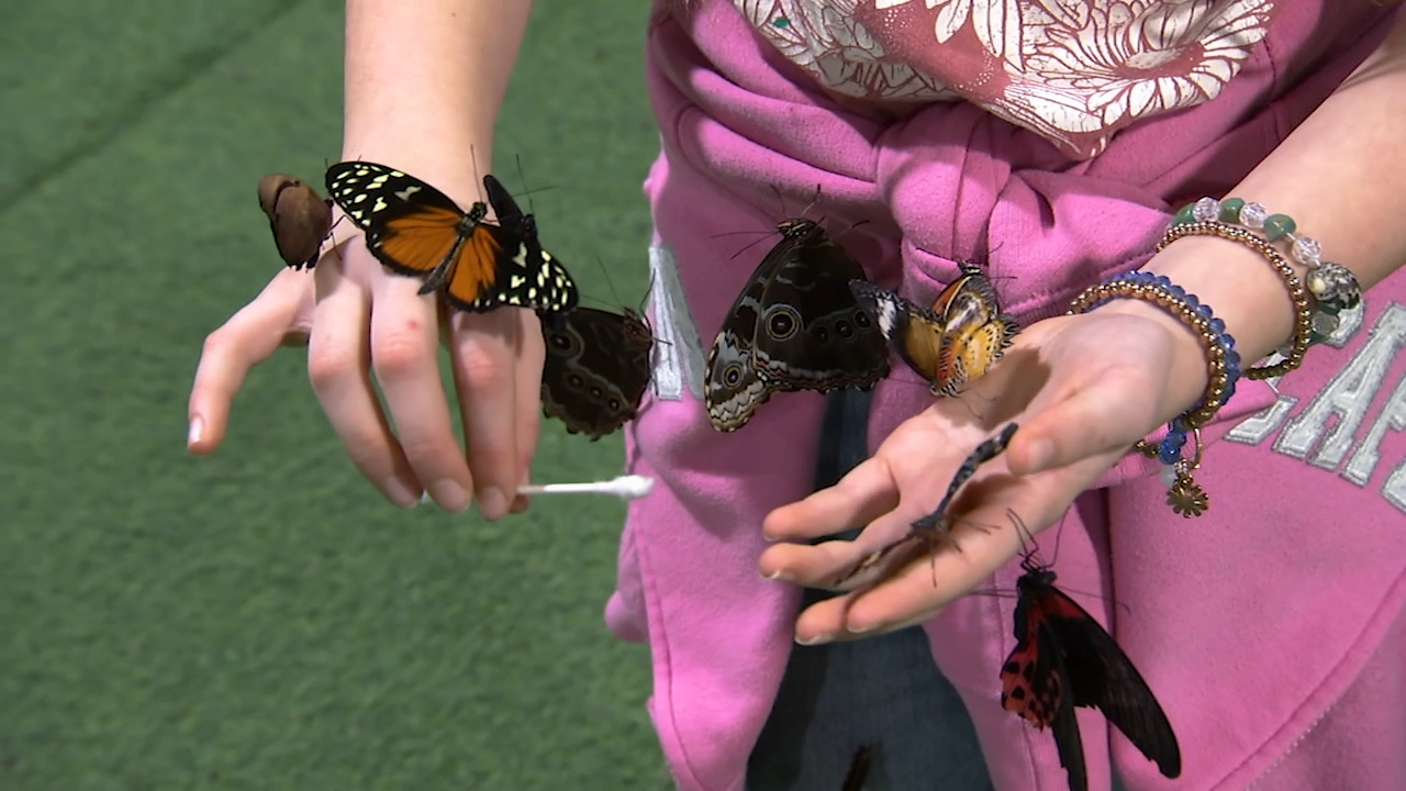 Going to the Flower Show? Here's your to-do list.