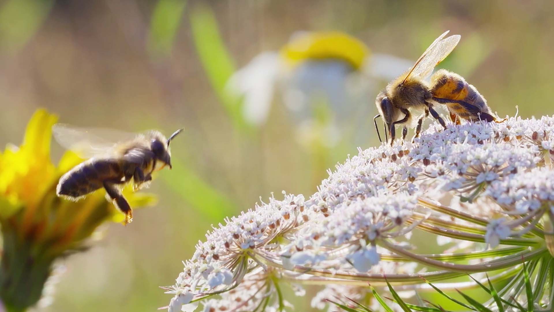 WATCH: National Geographic's 'Secrets of the Bees' trailer from executive producer James Cameron