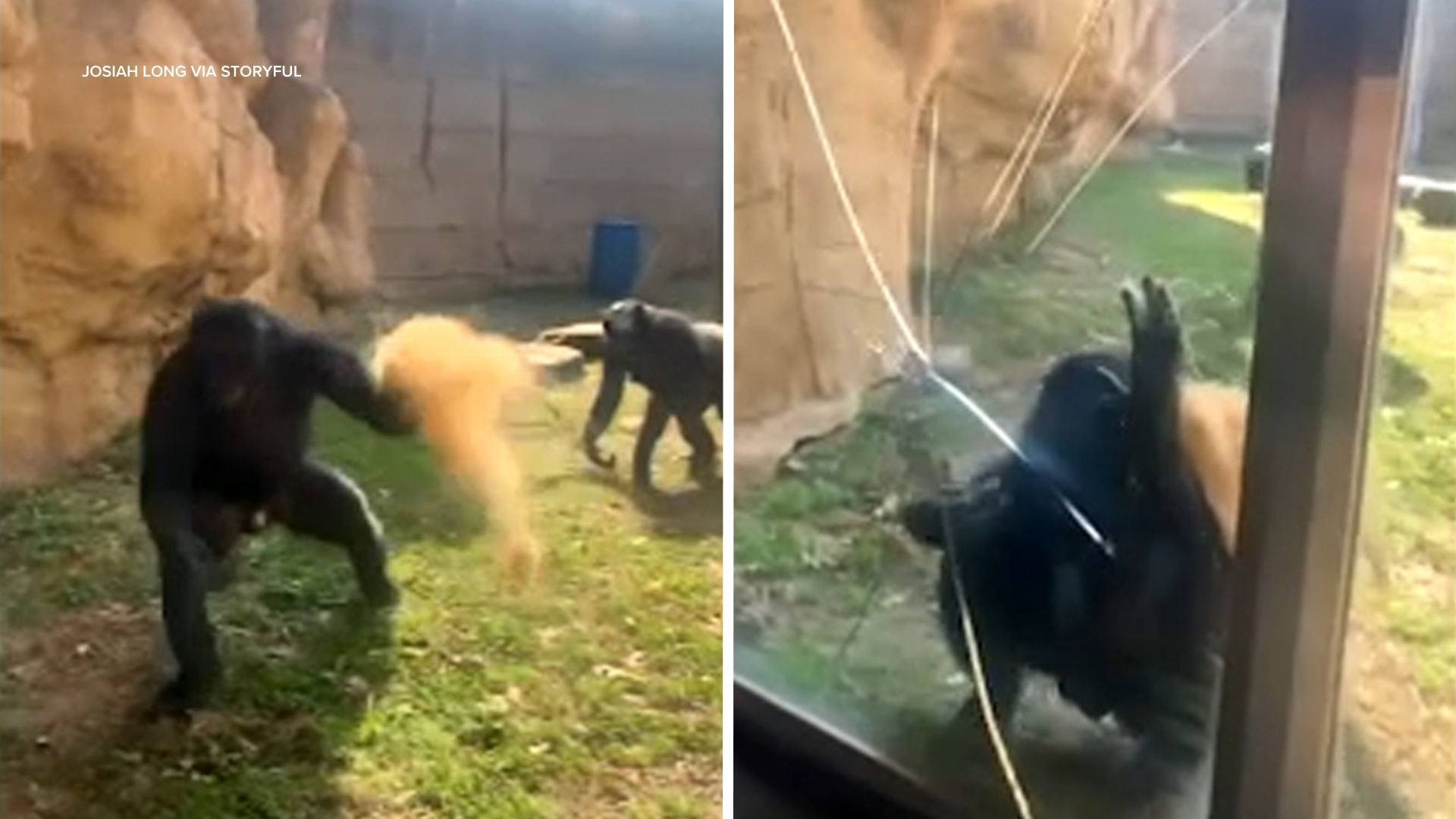 Bonobo lunges at guests, cracking glass enclosure at Memphis Zoo, shocking video shows