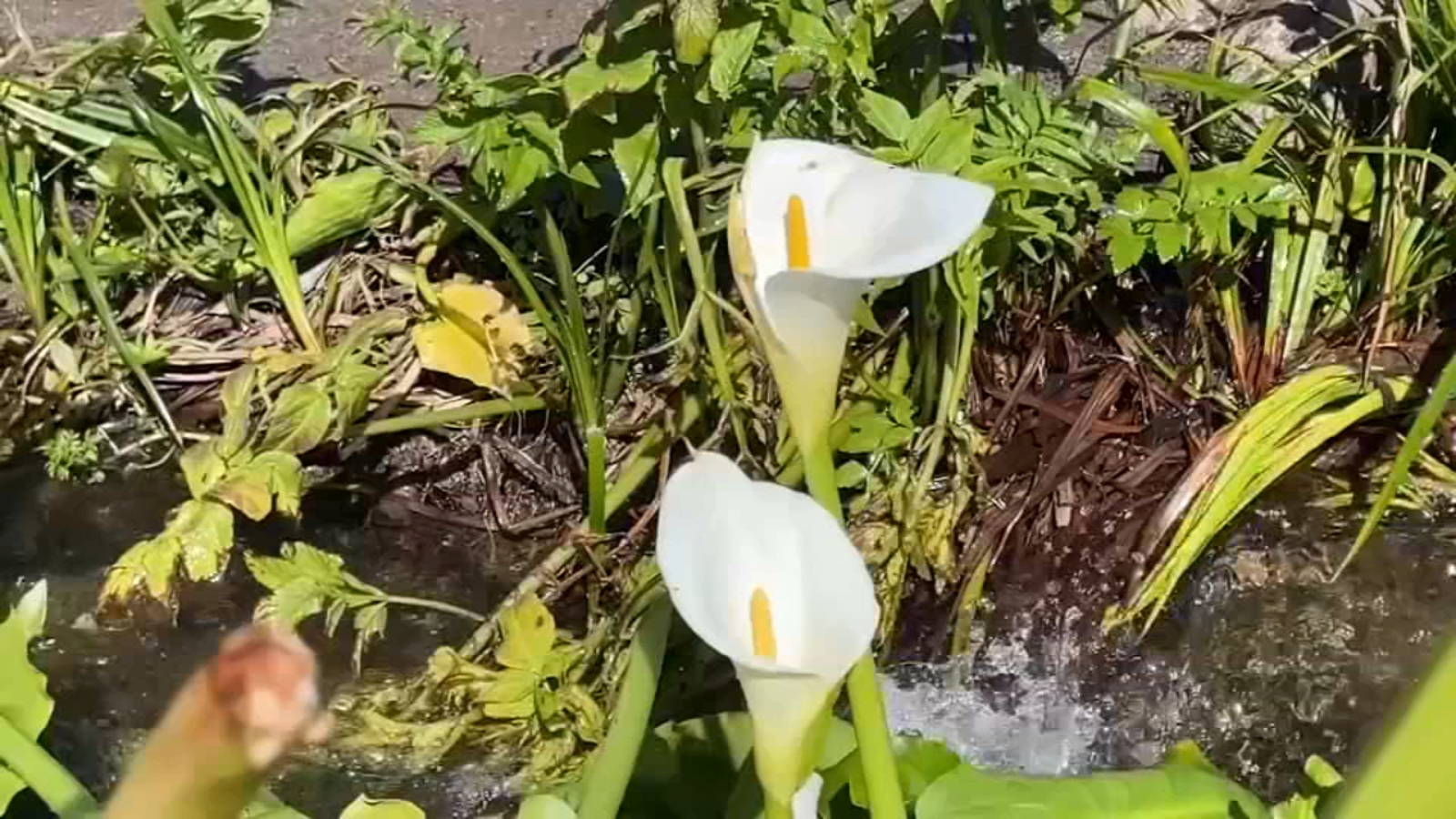 Big Sur's popular calla lily flowers found cut down at Garrapata State Park