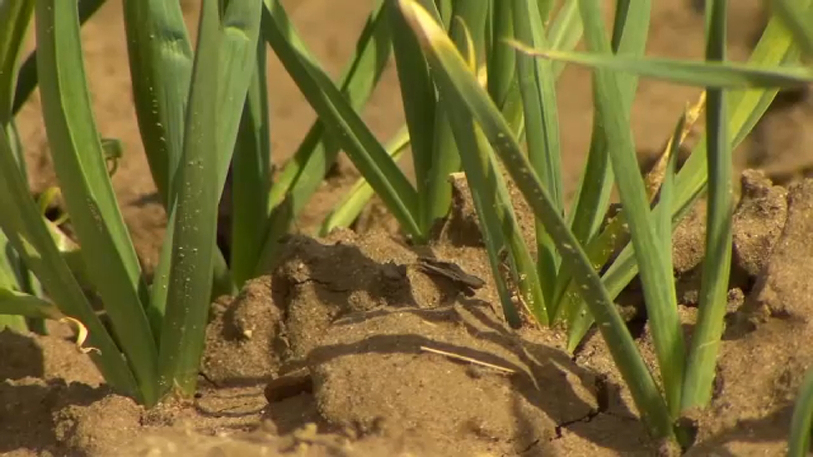 Coalinga College 'Farm of the Future' explores agave as sustainable crop for West Side farmers