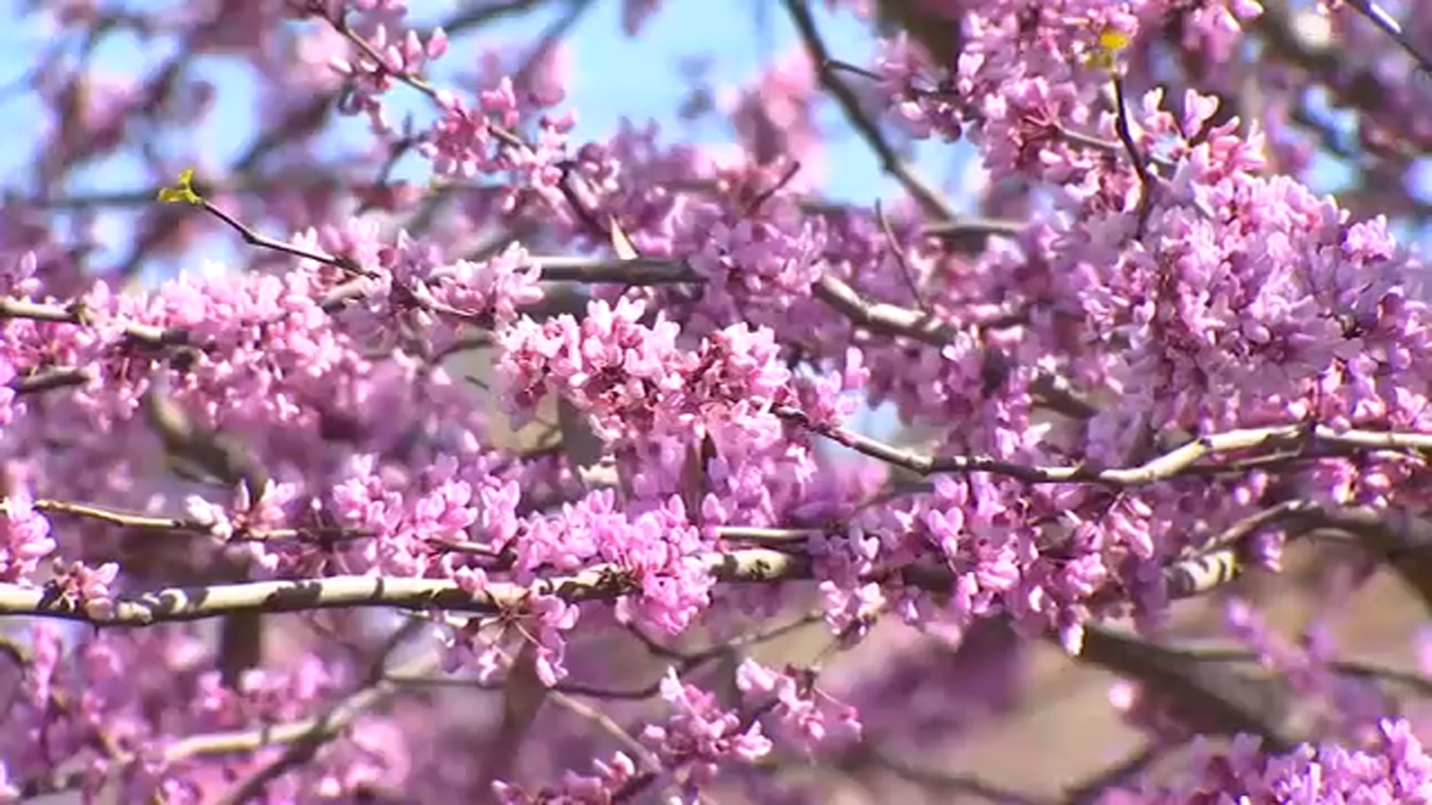 Central Valley allergy season arrives early as temperatures rise