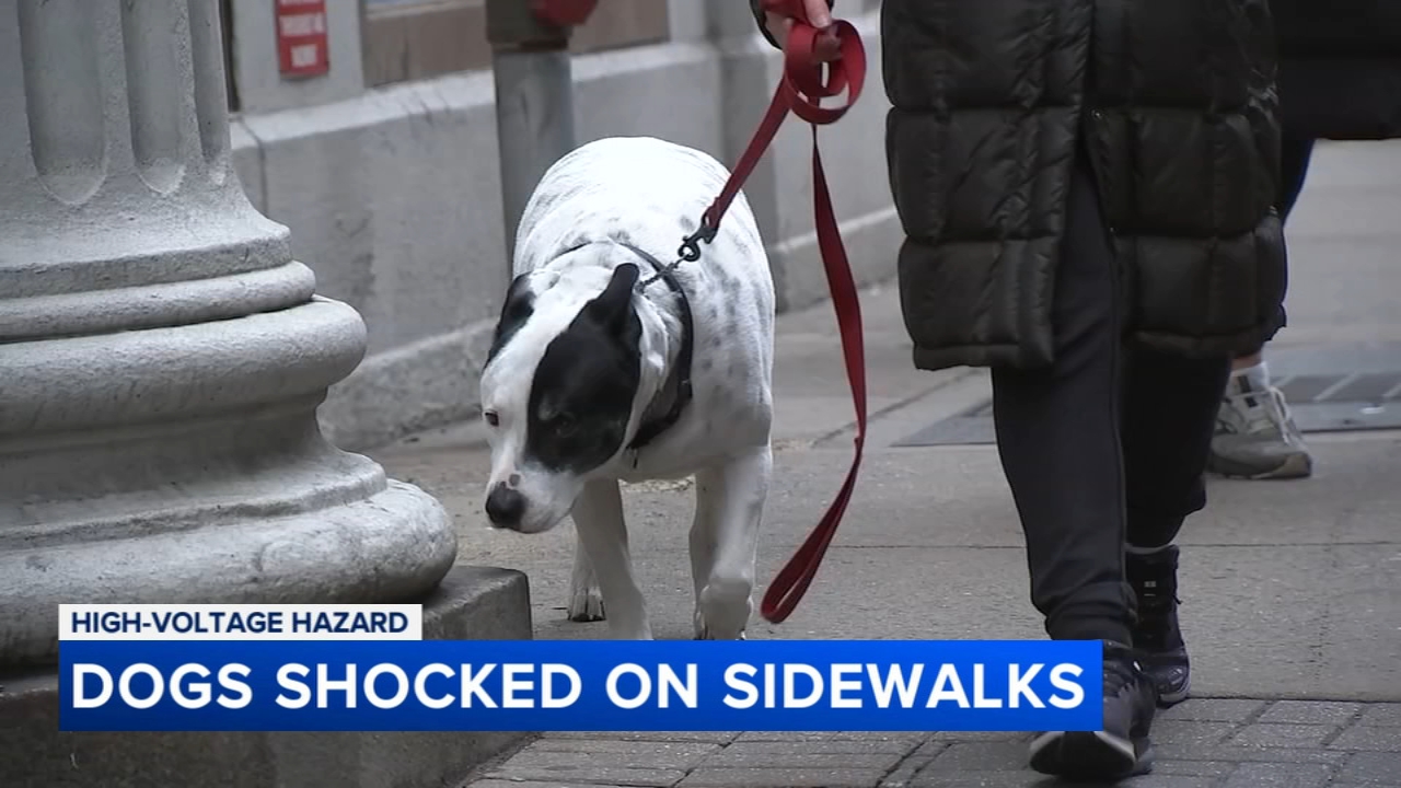 Shocking walks: Dog owners report jolts from sidewalk utility covers