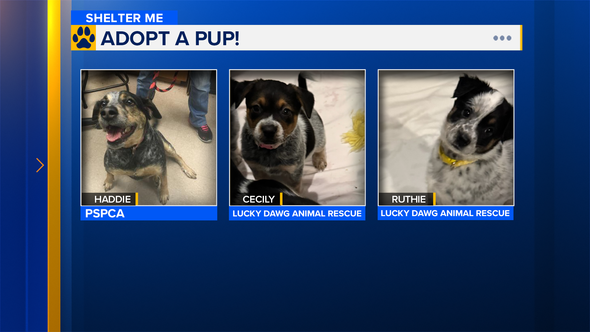 Shelter Me: Meet Haddie, Cecily and Ruthie!