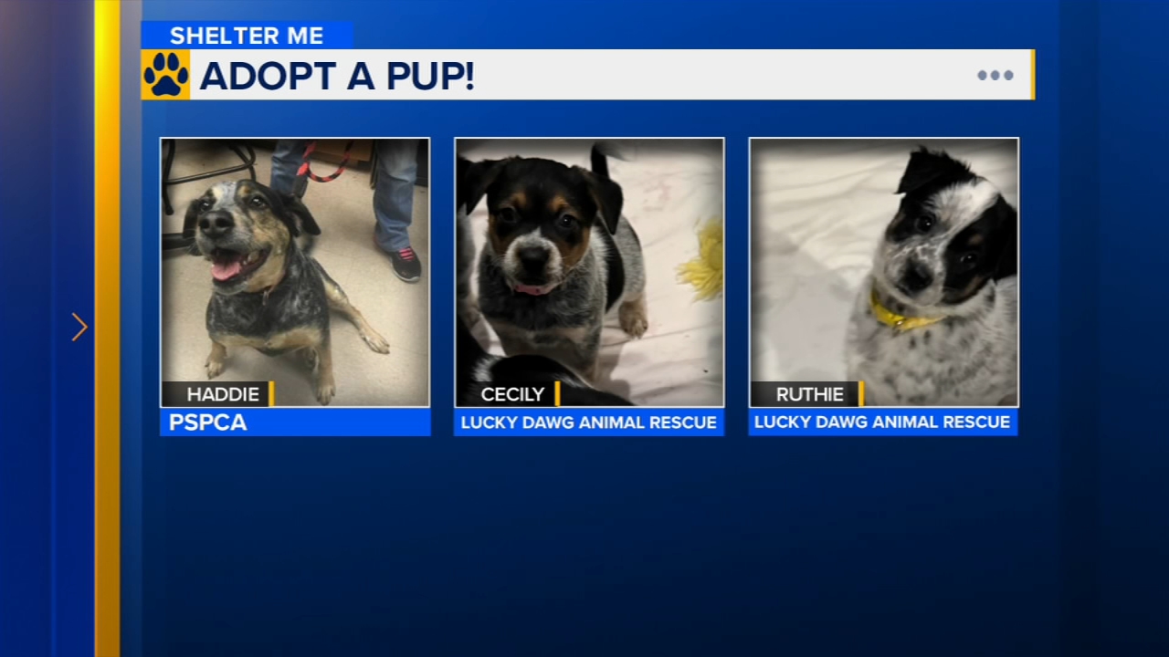 Shelter Me: Meet Haddie, Cecily and Ruthie