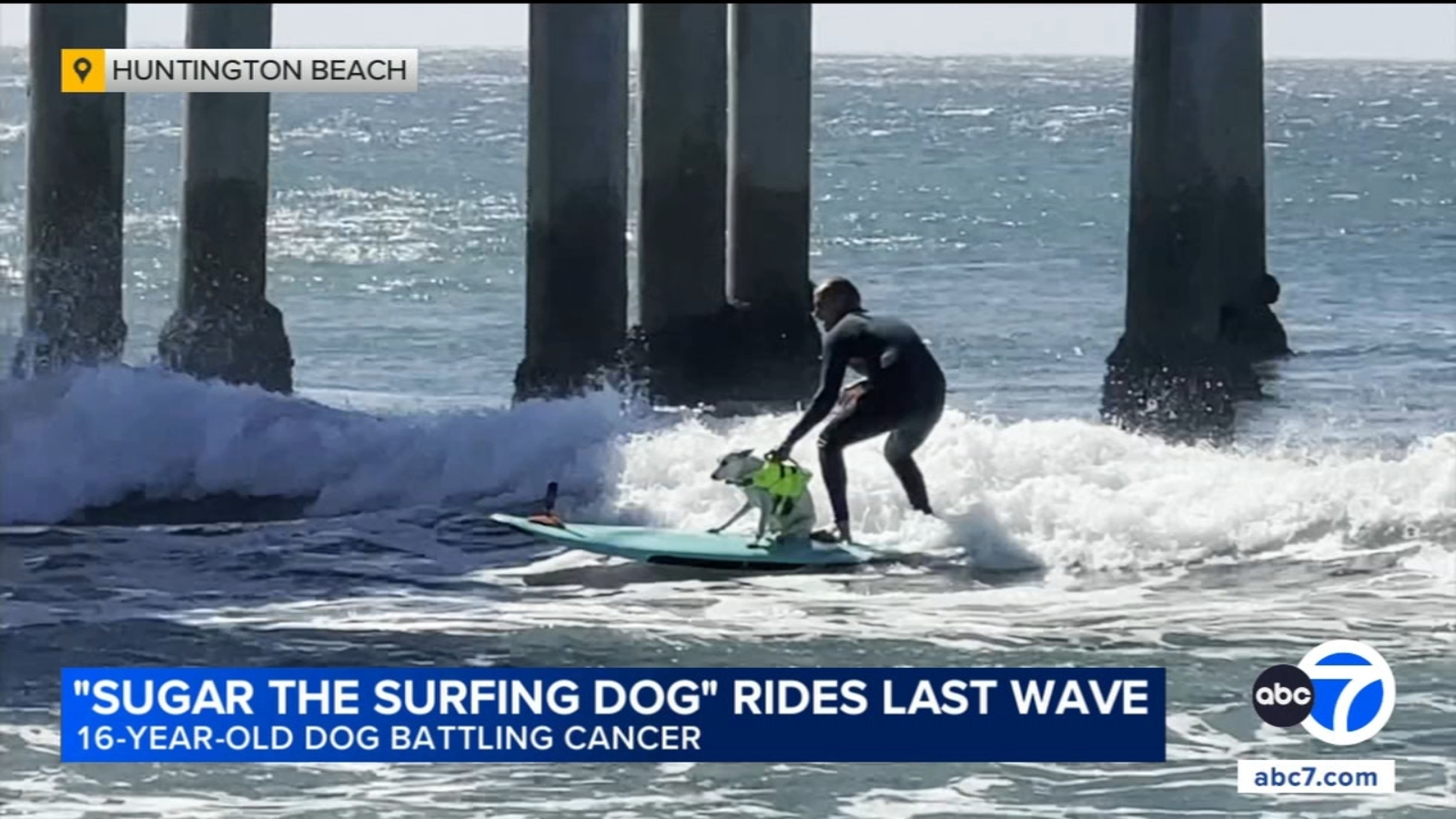 Sugar the Surfing Dog rides last wave in Huntington Beach as beloved SoCal pup battles cancer