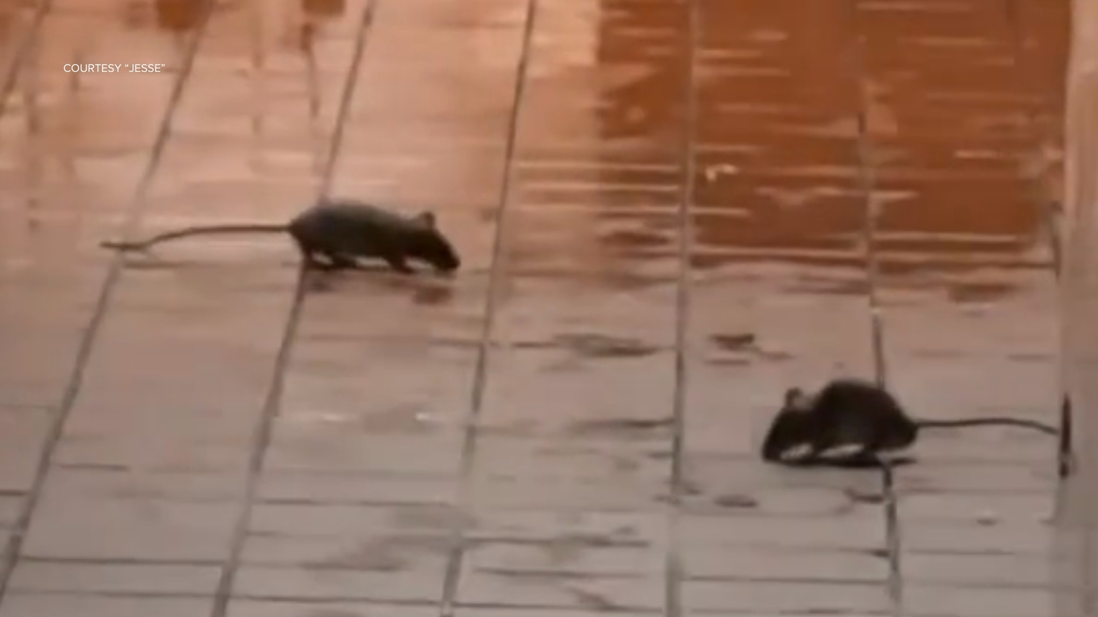 Rodents spotted at McDonald's inside Dinuba Walmart