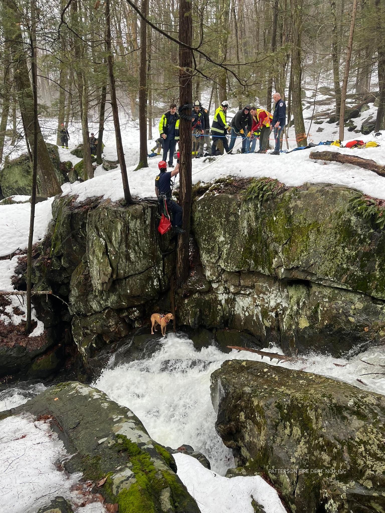 Dog rescued by fire crews, emergency workers after precarious cliff ...