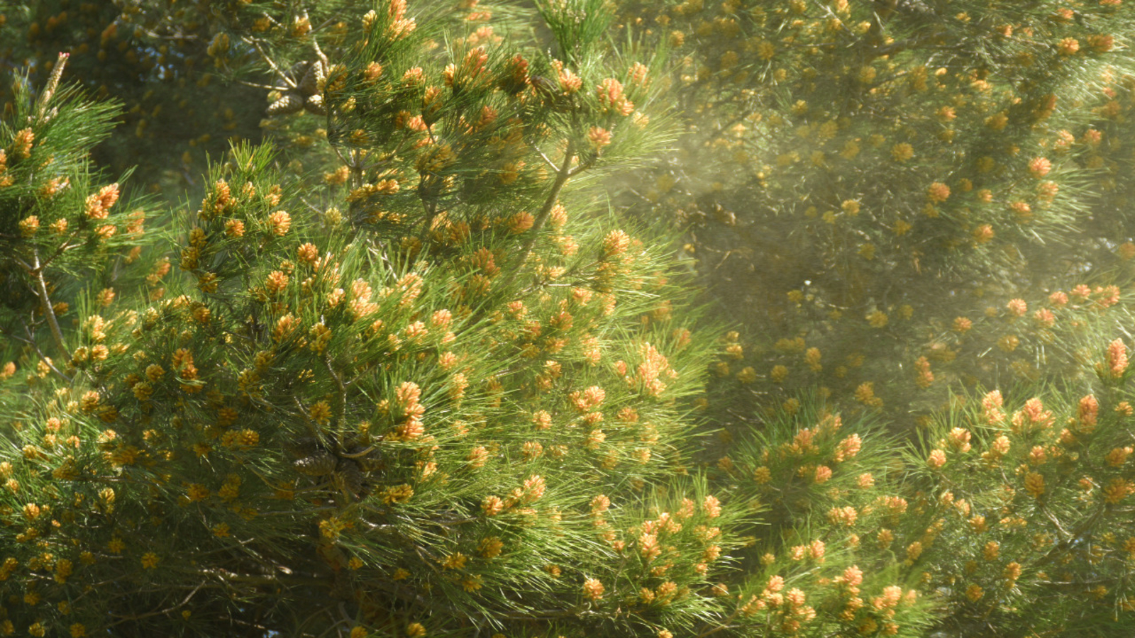 Tree pollen ramps up across central North Carolina