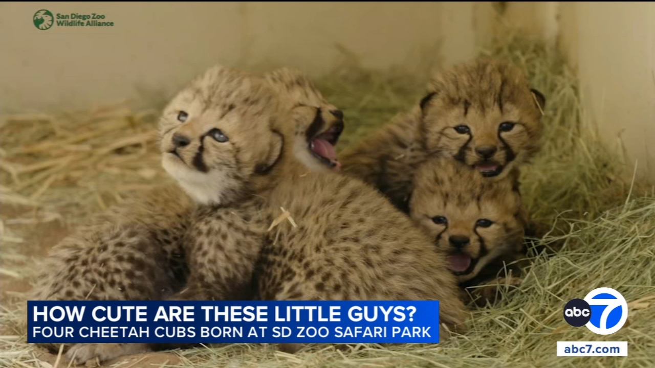 Four cheetah cubs welcomed at San Diego Zoo Safari Park