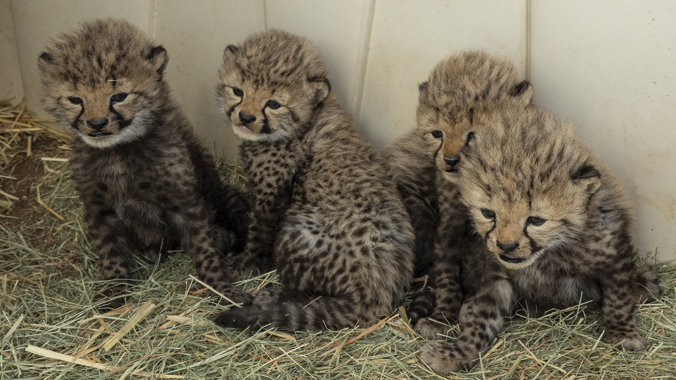 The San Diego Zoo Safari Park welcomed four cheetah cubs.