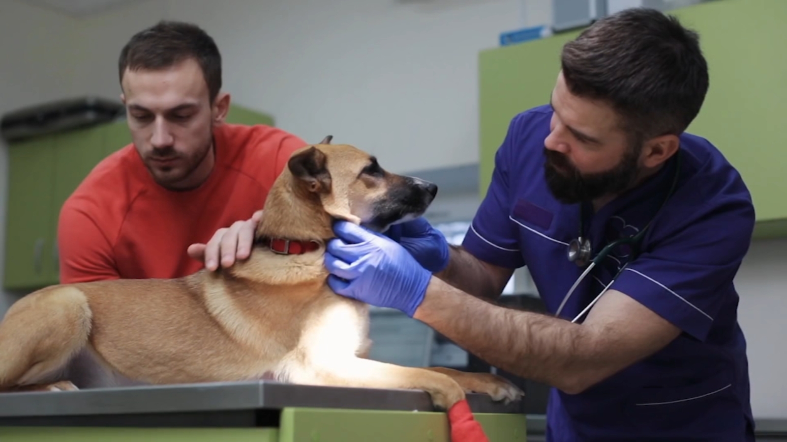 San Francisco considering new ordinance mandating sterilization for every dog in the city