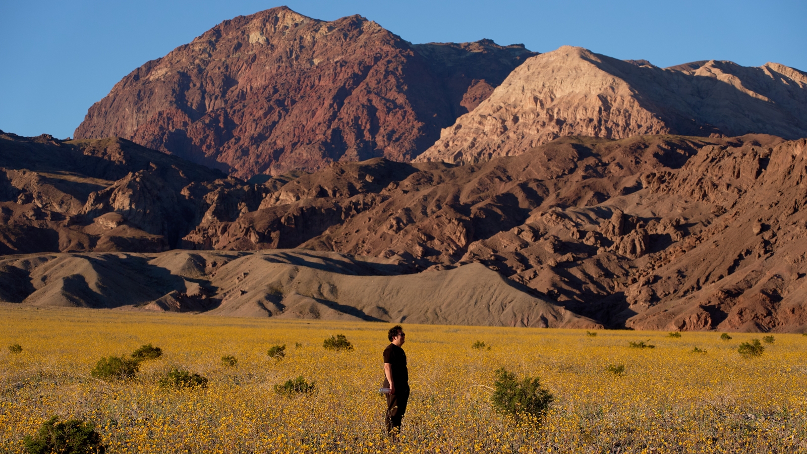 Death Valley wildflowers blooming in the driest place in North America, but not for long
