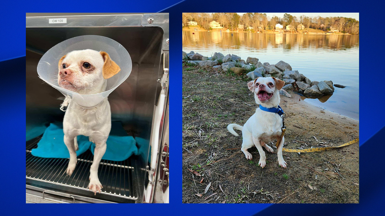 Two photos of Leka -- the "before" is still in Albania (left), and the "after" is now with his new foster in Raleigh.