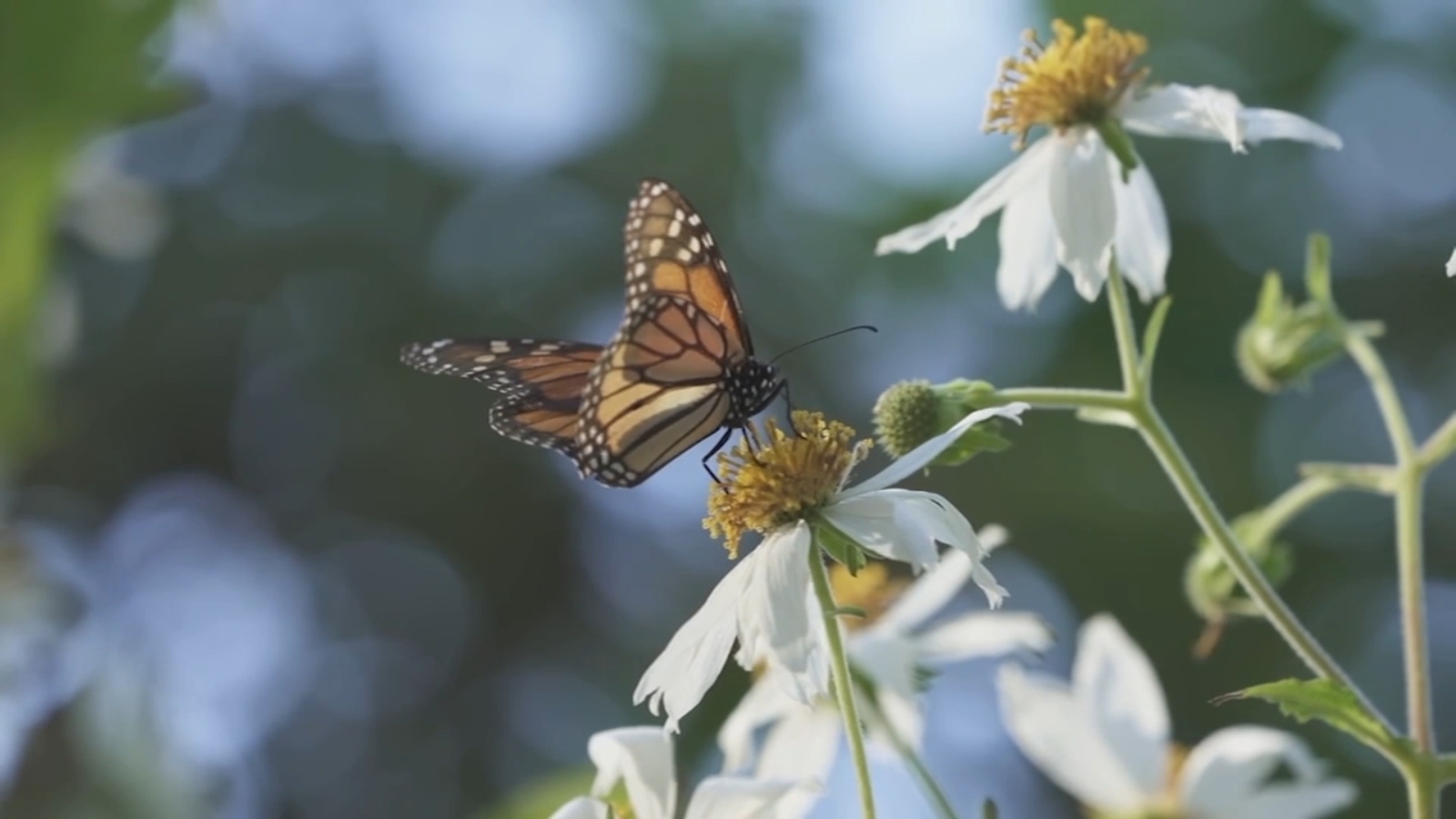 Trump proposals will weaken and limit protection by Endangered Species Act, environmentalists say