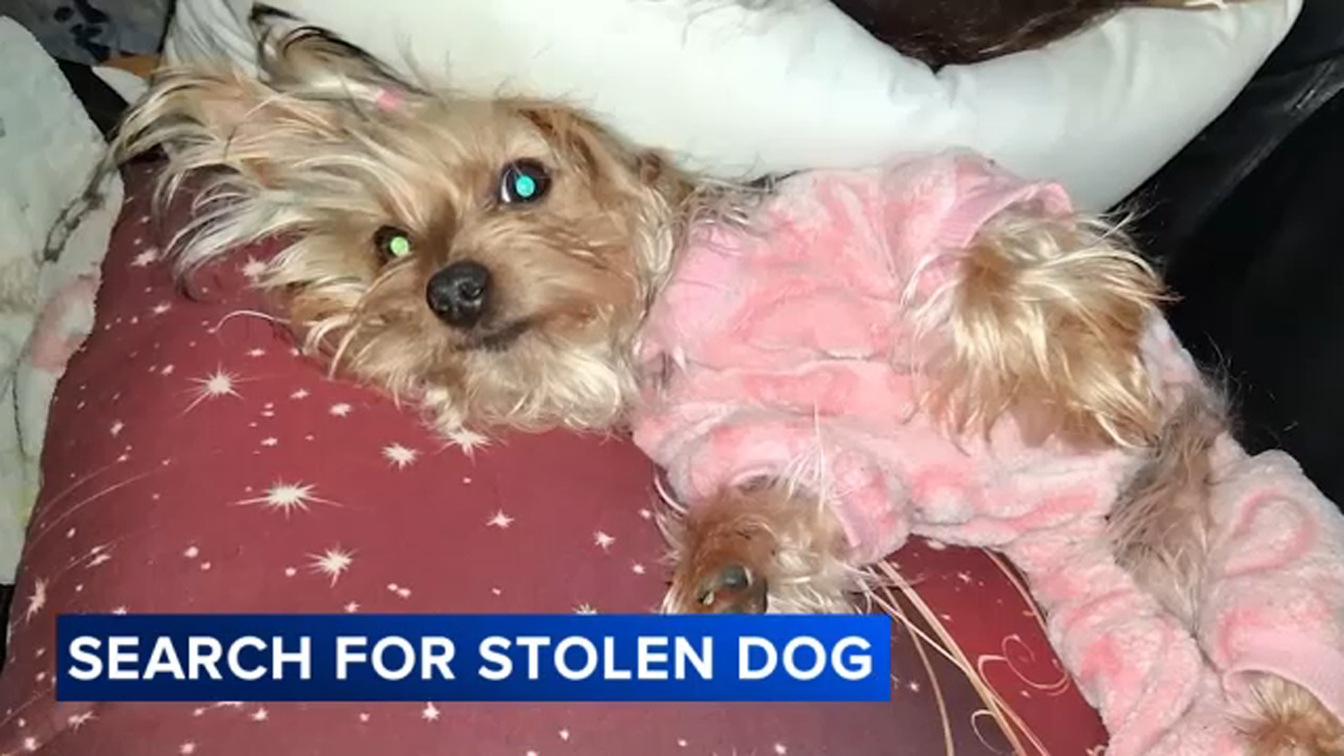 Family pleads for return of stolen therapy dog as child is left devastated