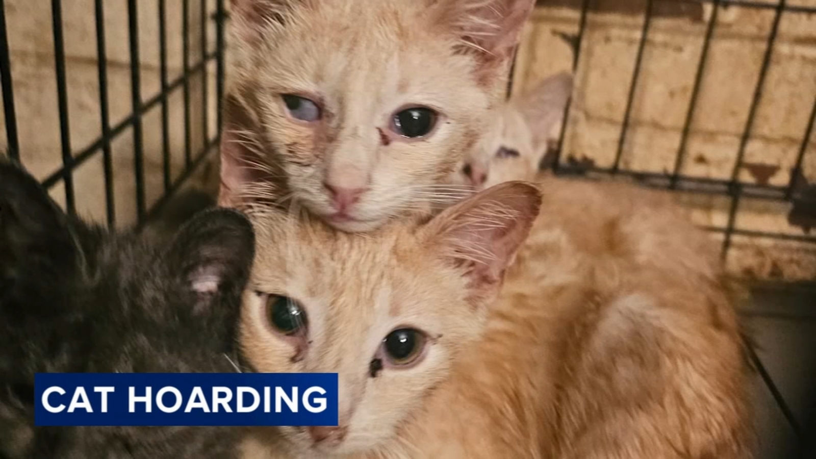 More than 30 cats rescued from Levittown, Pa. home; owner facing animal ...