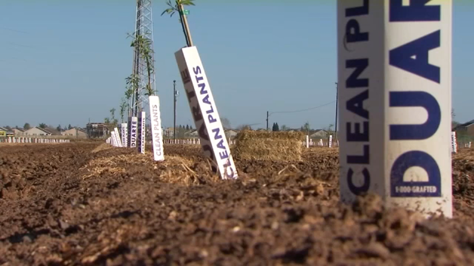 Merced College students plant more than 1,000 almond trees