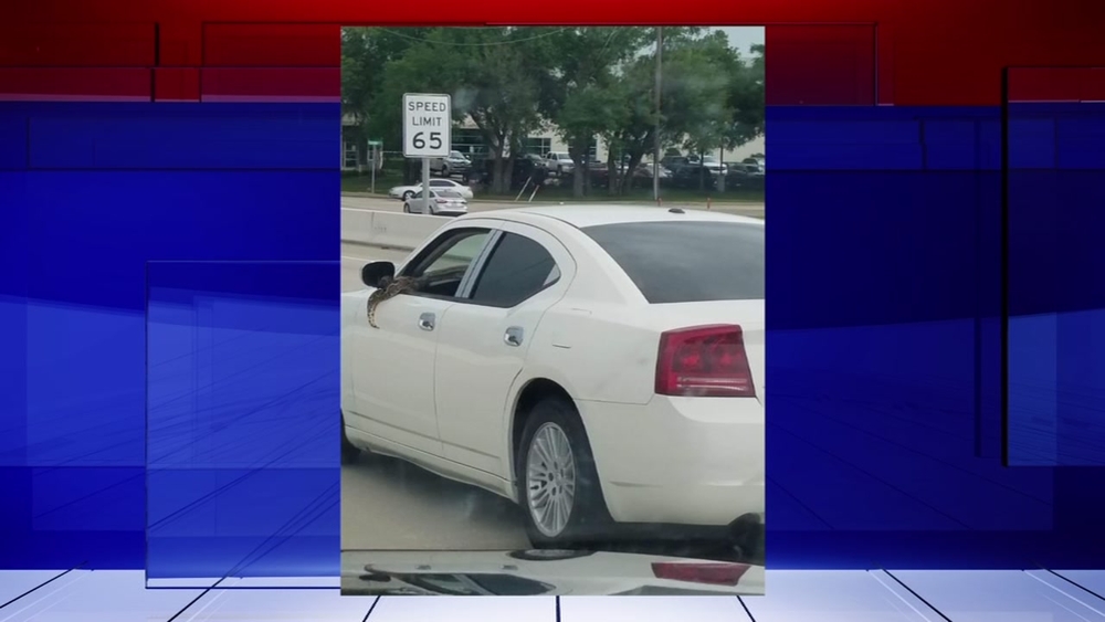 Woman captures large snake hanging out of car window