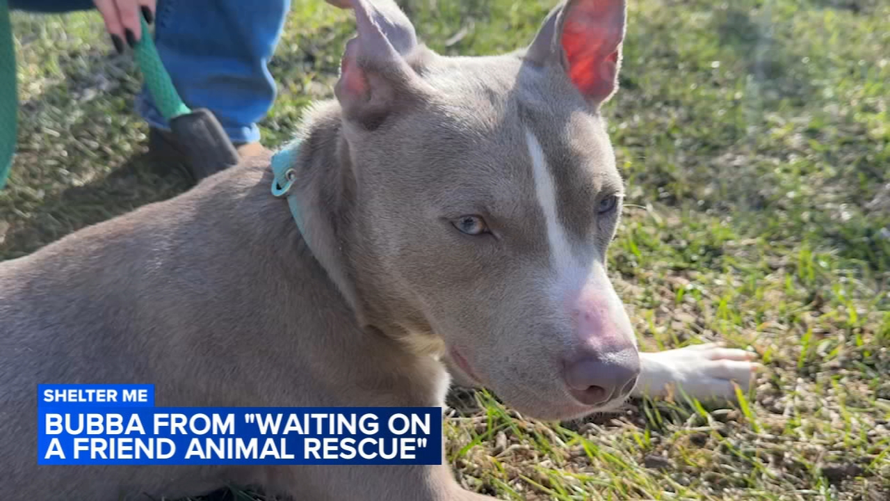 Shelter Me: Meet Bubba from Waiting on a Friend Animal Rescue
