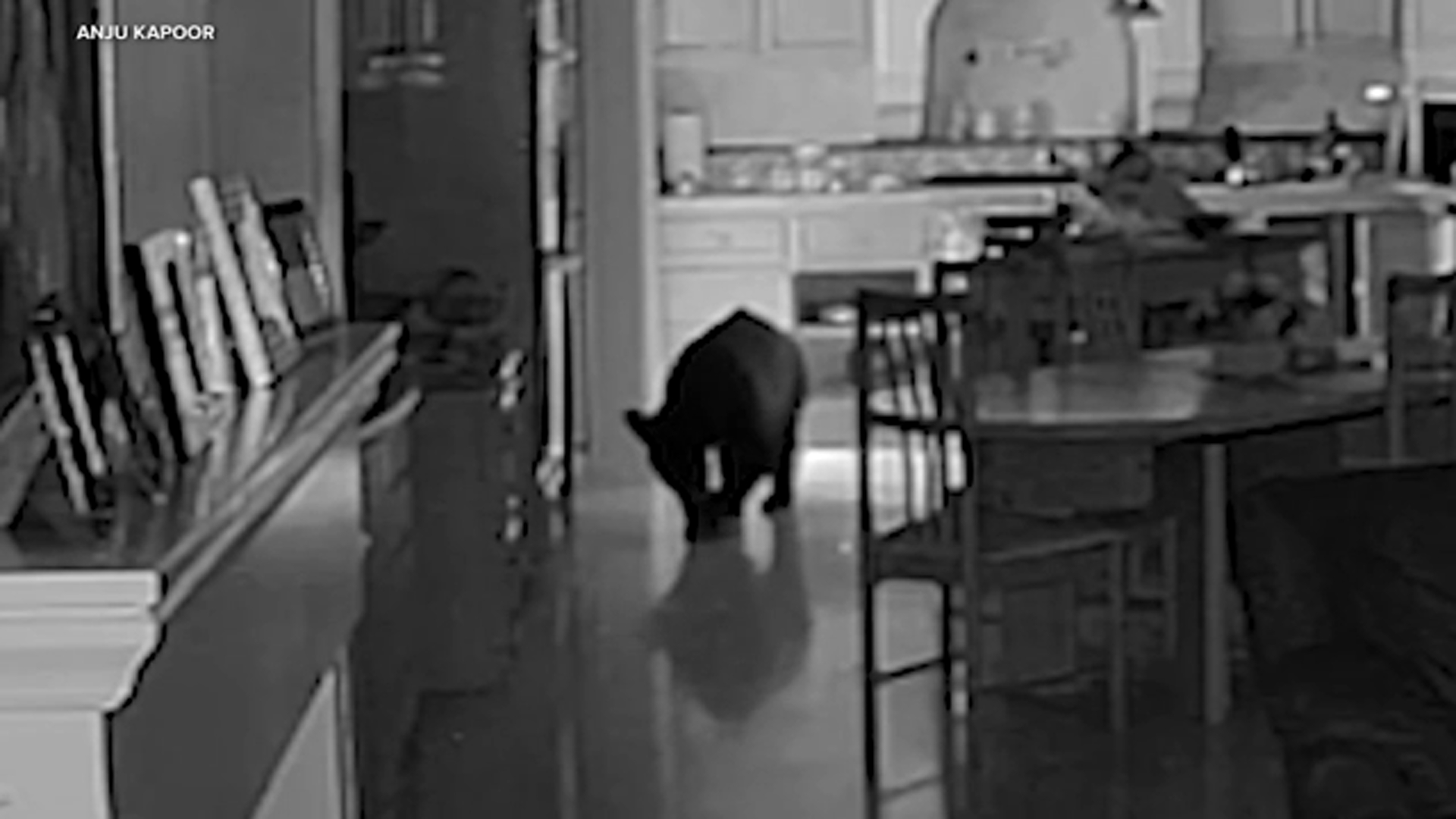 Bear breaks into Claremont home, rummages through kitchen while couple sleeps, video shows