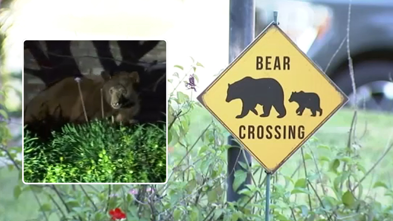 Woman escapes after bear swipes claw in Monrovia, leaving minor injuries Woman escapes after bear swipes claw in Monrovia, leaving minor injuries