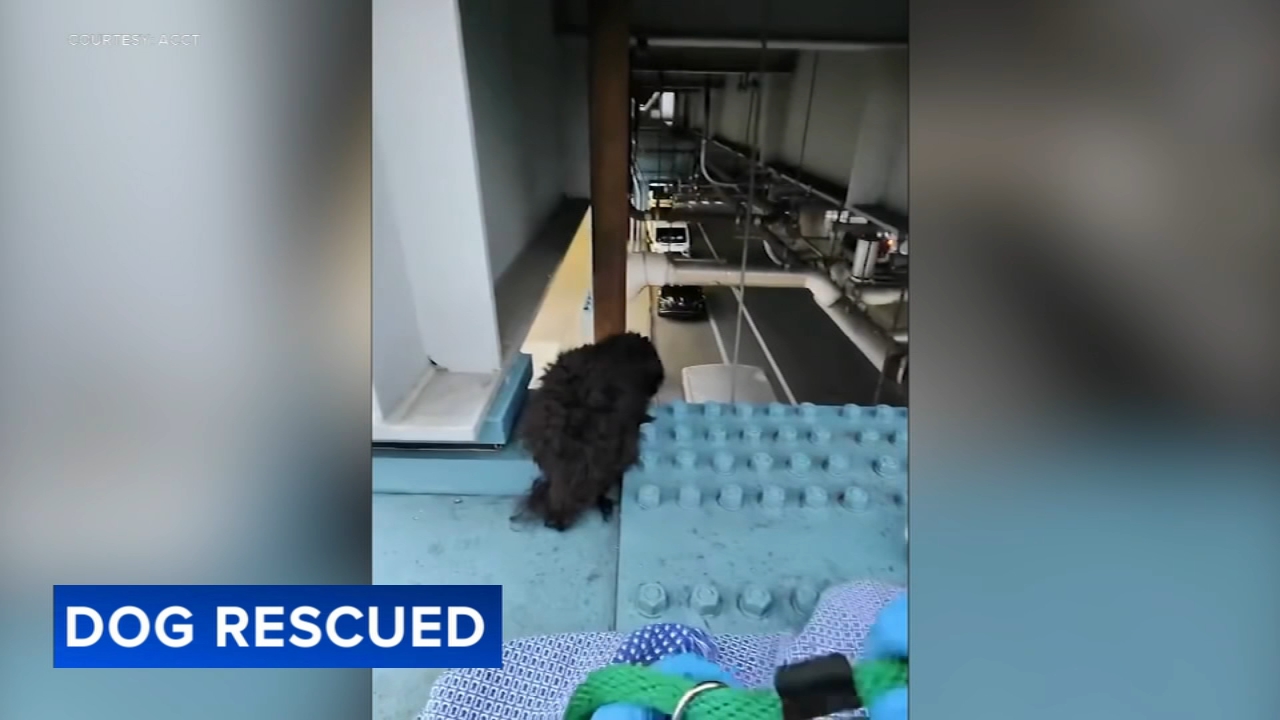 Dog rescued from train track support beam in Philadelphia